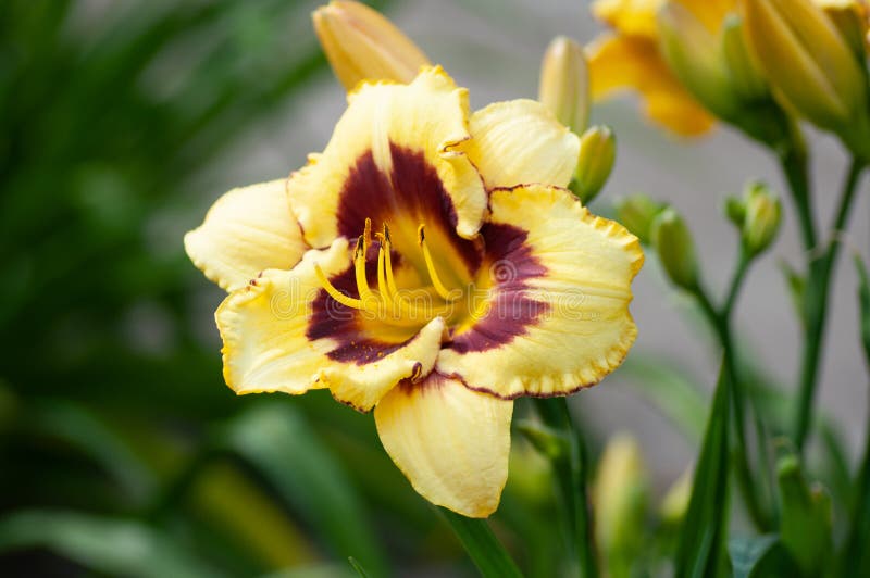 Yellow Day Lily, Lily on the Blurred Dark Background Stock Photo ...