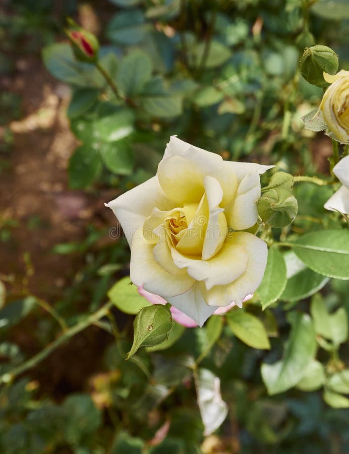 Pale Yellow Kalanchoe Flowers Natural Bouquet Stock Image Image of beautiful, decoration