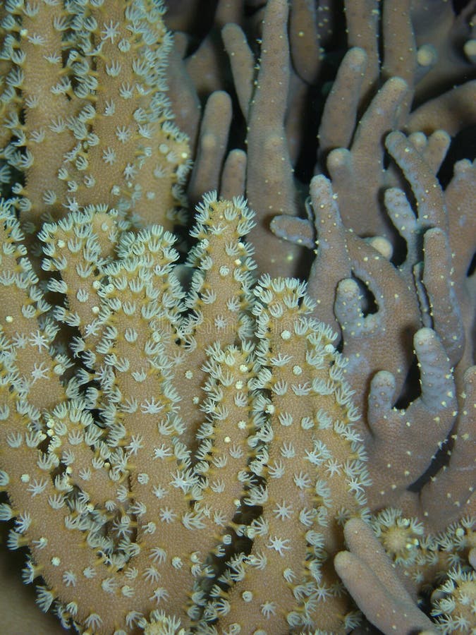 Palec korali