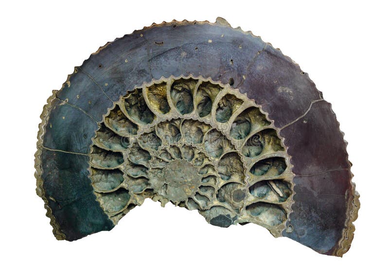Paleontologisch die specimen - ammonietshell langs ge?soleerd op witte achtergrond wordt gezaagd stock afbeeldingen Paleontologisch die specimen - ammonietshell langs ge?soleerd op witte achtergrond wordt gezaagd stock afbeeldingen