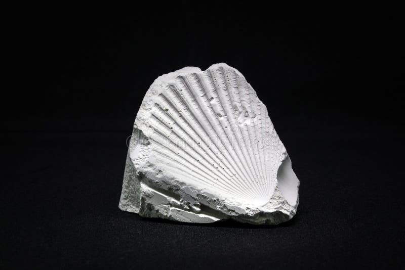 Paleontology, ancient seashell imprint fossil for display royalty free stock photos