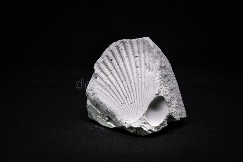 Paleontology, ancient seashell imprint fossil for display royalty free stock image