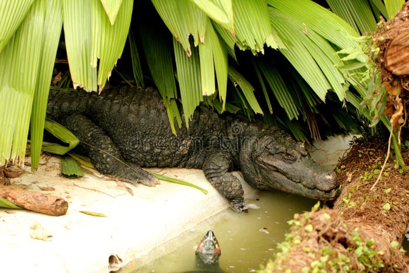 Adult alligator crown lying in the shade. Adult alligator crown lying in the shade