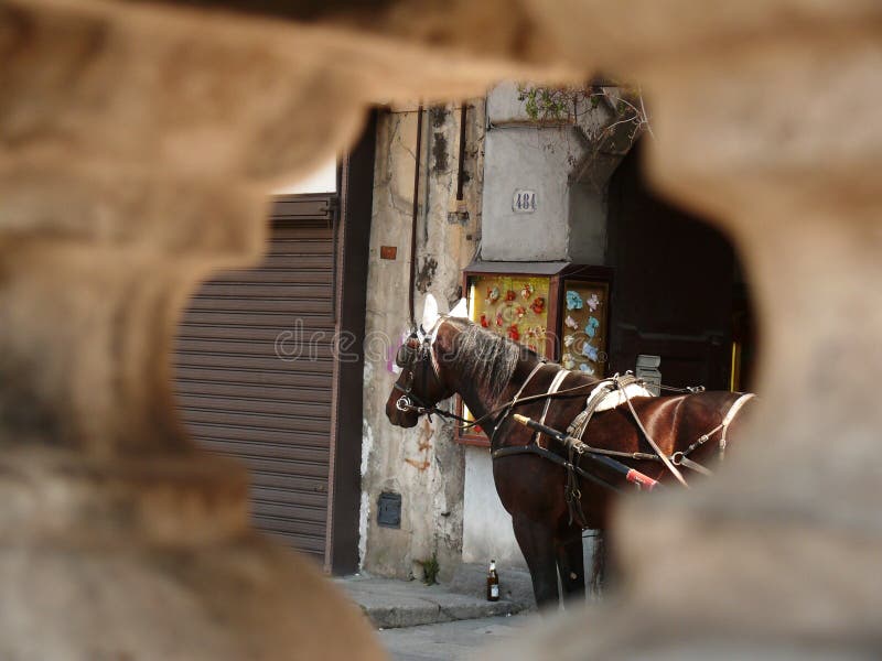 Palermo, Sicilia, Italia Chiuda su di un cavallo visto da un foro immagine stock libera da diritti Palermo, Sicilia, Italia Chiuda su di un cavallo visto da un foro immagine stock libera da diritti