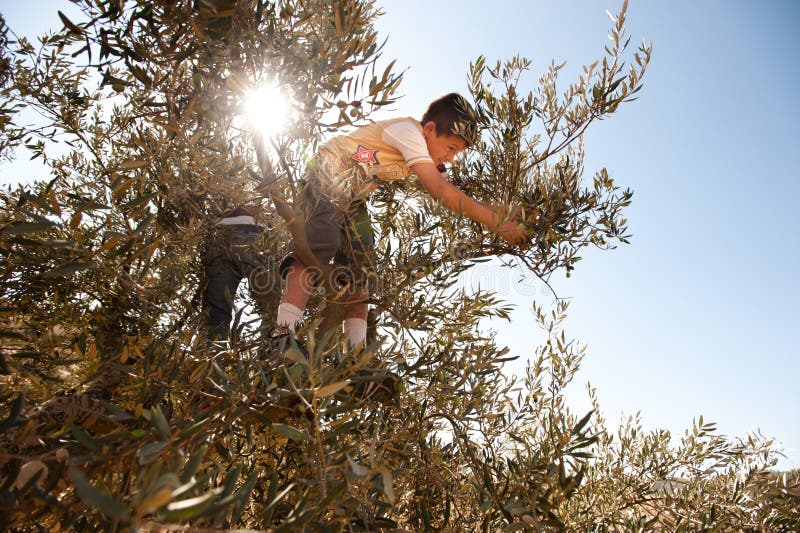 Palestine Olive Harvest