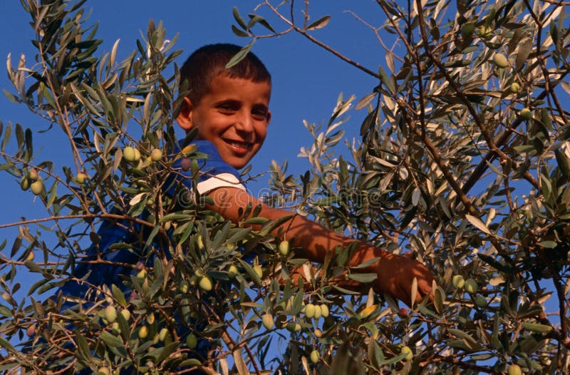 A Palestinian boy working in an olive grove, Palestine. A Palestinian boy at an olive grove in Palestine stock images