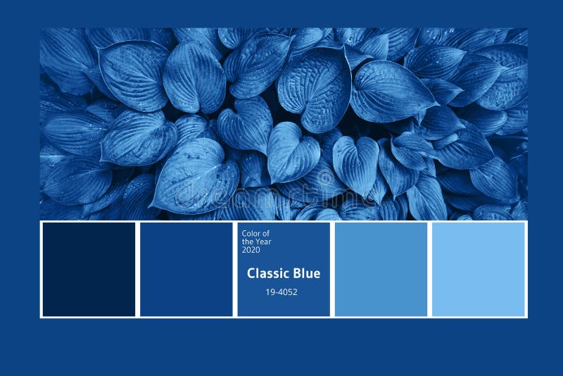 comienzo grueso Calle Paleta De Colores Con Texturas Naturales, Hojas Inspiradas En El Color Azul  De Moda Del Año 2020 Fondo De Hoja Tropical Imagen de archivo editorial -  Imagen de azul, contexto: 173597404