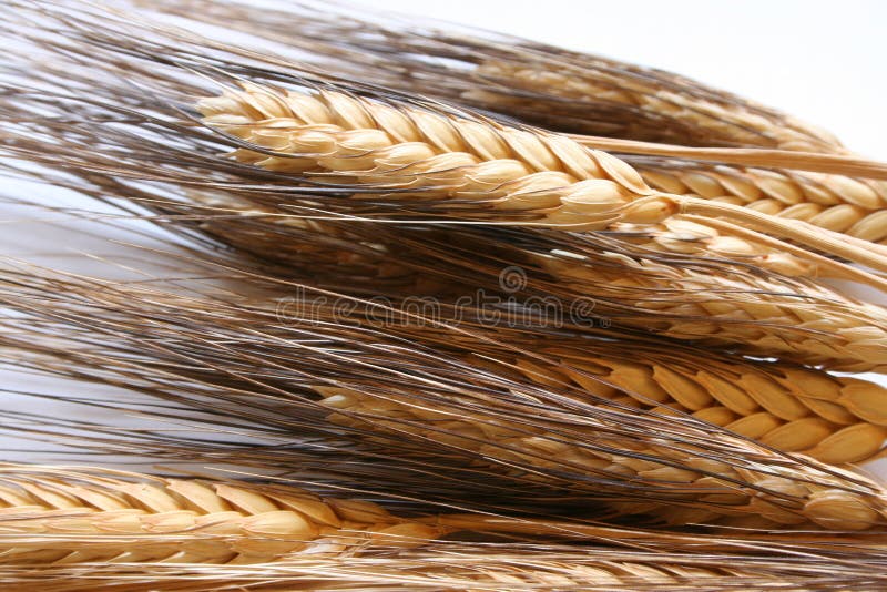 Close up of oat straw. Close up of oat straw.