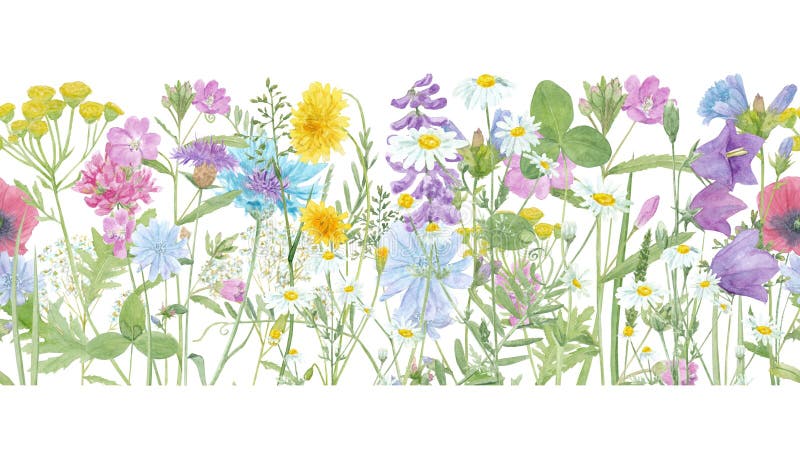 Palheta de aquarelas traçada borda floral de verão sem costura com flores silvestres do campo tansy chamomile