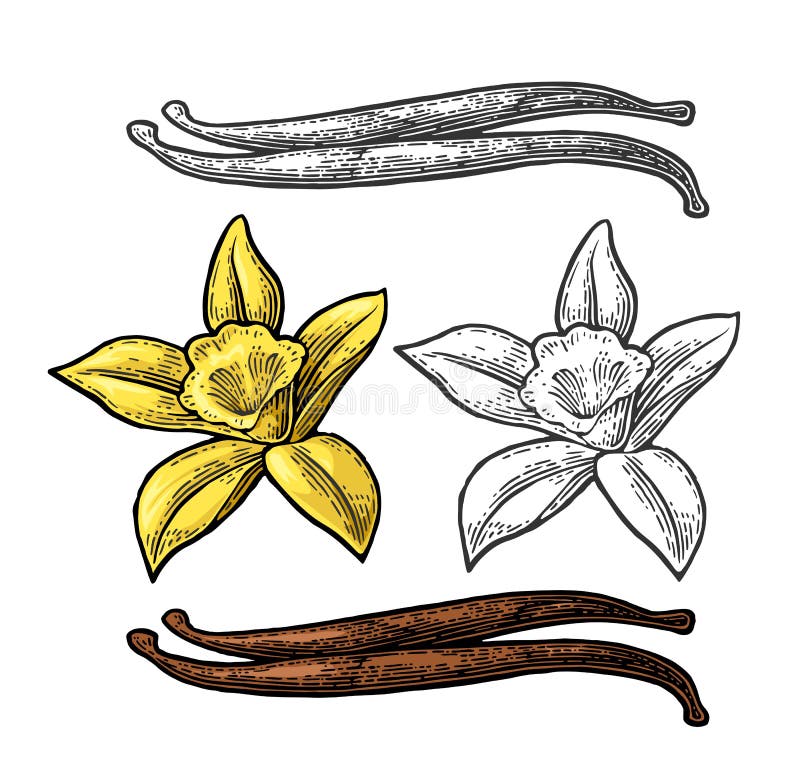 Palillo y flor de la vainilla Grabado del vintage del color del vector libre illustration