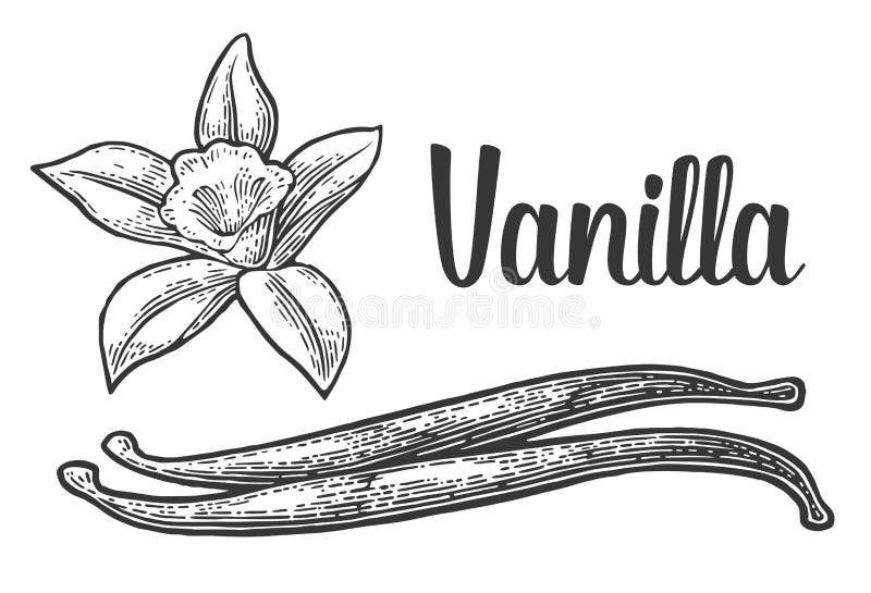 Palillo y flor de la vainilla Vintage negro del vector grabado ilustración del vector