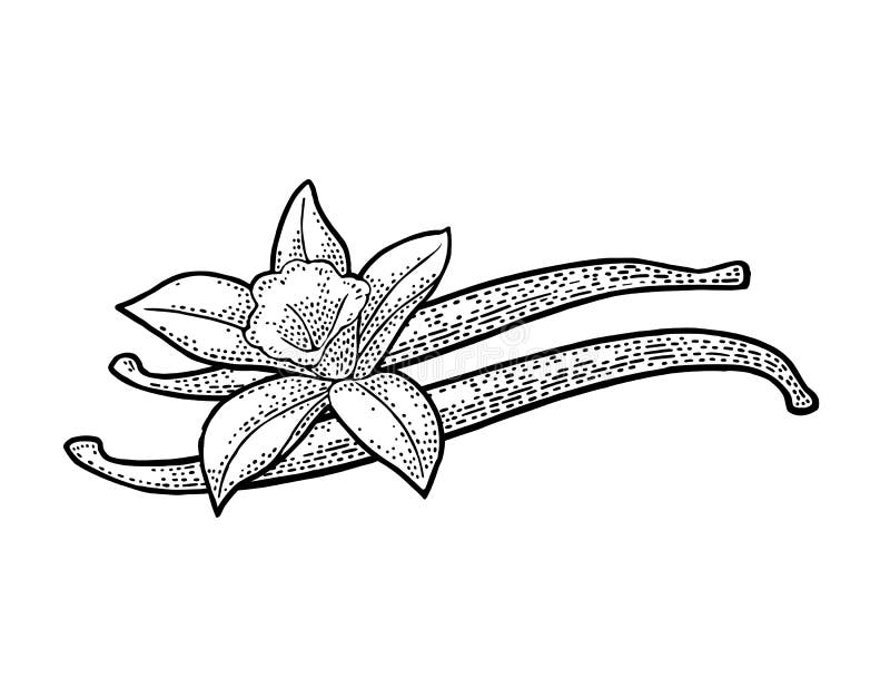 Palillo y flor de la vainilla Vintage negro del vector grabado stock de ilustración