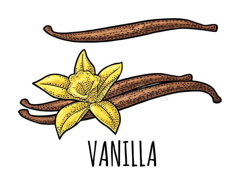 Palillo y flor de la vainilla Vintage negro del vector grabado libre illustration
