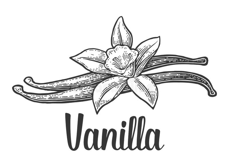 Palillo y flor de la vainilla Vintage negro del vector grabado libre illustration