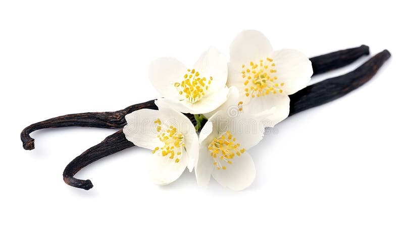 Palillos de la vainilla con las flores blancas imagen de archivo Palillos de la vainilla con las flores blancas imagen de archivo