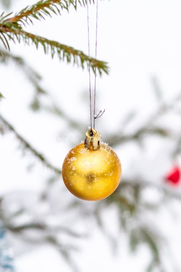 Palla d'oro di Natale appesa a un ramo di spruzzo e decorazione per festeggiamenti immagini stock Palla d'oro di Natale appesa a un ramo di spruzzo e decorazione per festeggiamenti immagini stock