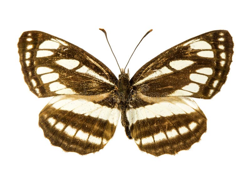 Pallas Sailer butterfly