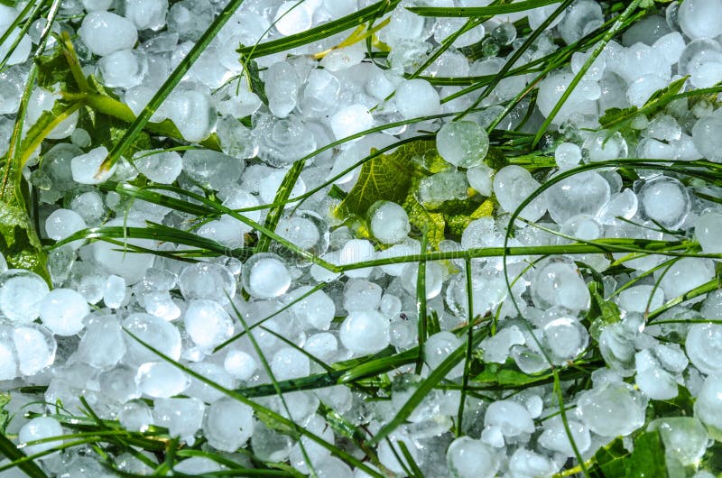 Hail damage in grass after a heavy storm . Hail damage in grass after a heavy storm .