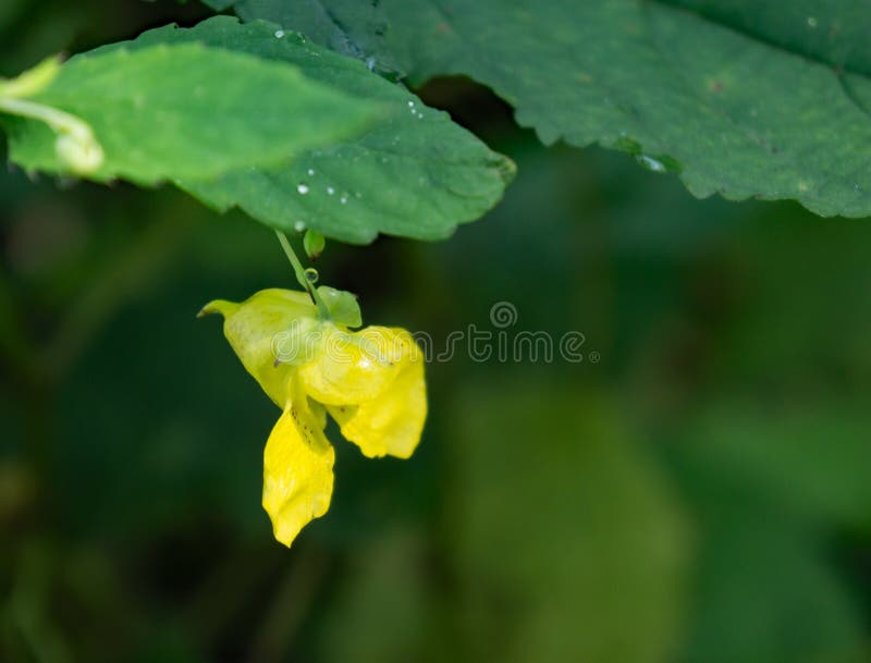 Pallida di impatiens del †di Pale Jewelweed “ immagini stock libere da diritti Pallida di impatiens del †di Pale Jewelweed “ immagini stock libere da diritti