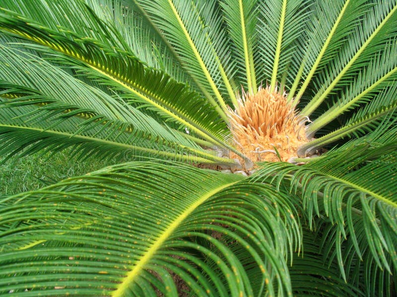 Palm