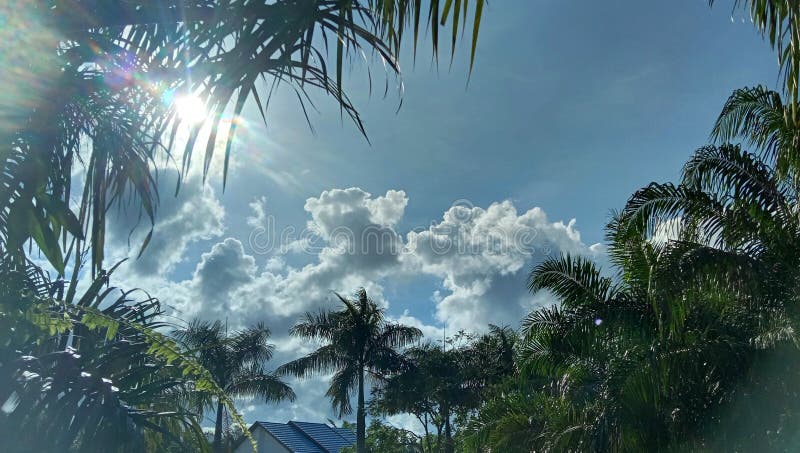 Palm areca tree, blue sky royalty free stock photo
