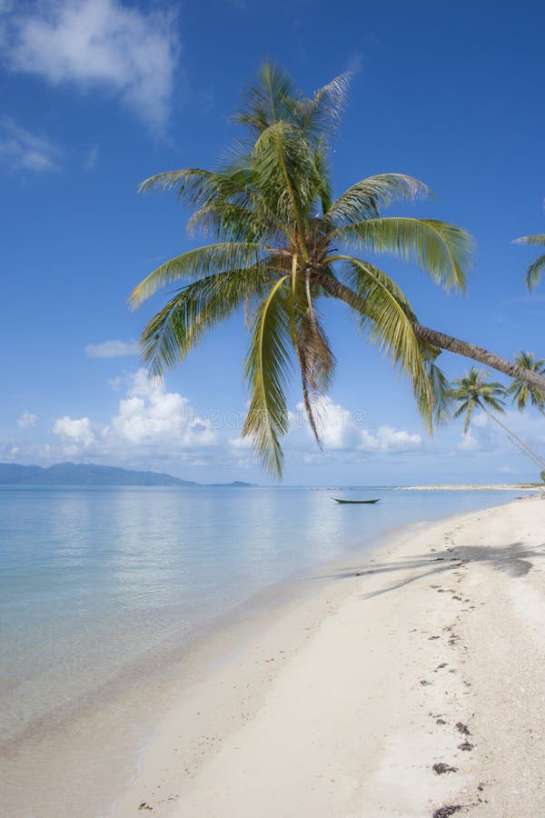 Palm tree on beach stock image. Image of beach, serene 5874715
