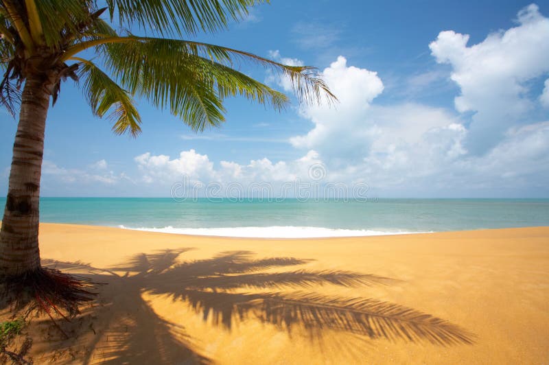 Palm on the beach