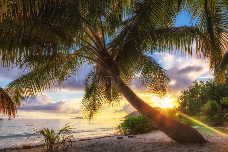 Palm Beach на восходе солнца на острове Praslin, Сейшельских островах стоковые изображения rf