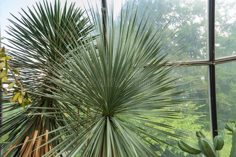 Palm at the botanical garden in Zurich in Switzerland royalty free stock photography