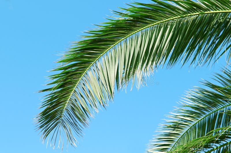 Palm Branch on Background of Sky Stock Photo - Image of green, exotic ...