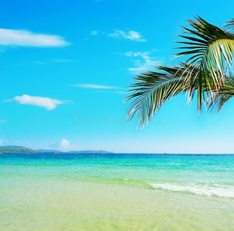 Palm branch over a tropical beach