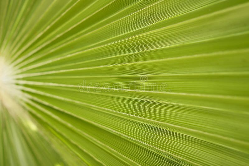 Palm branch texture macro background closeup.