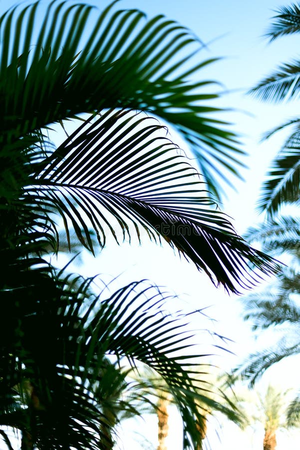 Palm branches with sun light effect. Summer, holiday and travel concept with copy space. Palm trees over blue sky. Resort, branch.