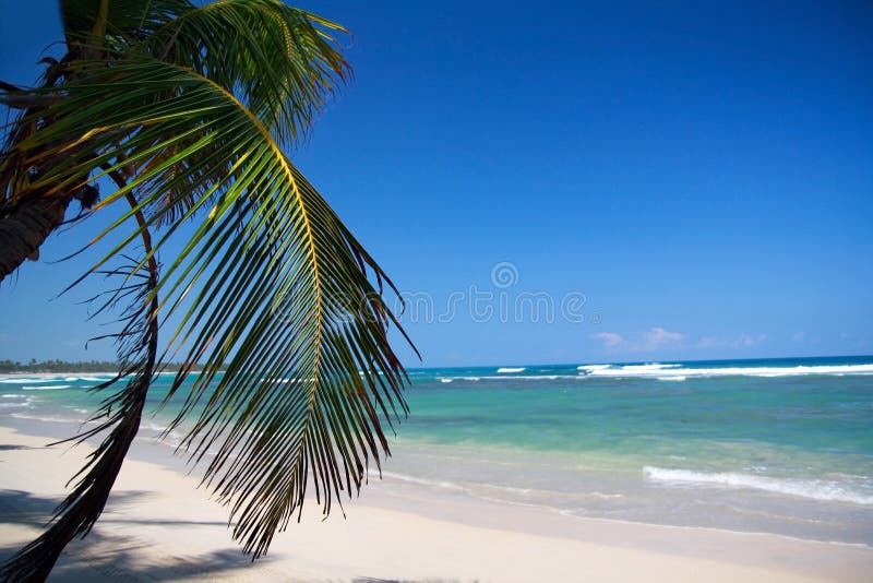 Palm on caribbean beach