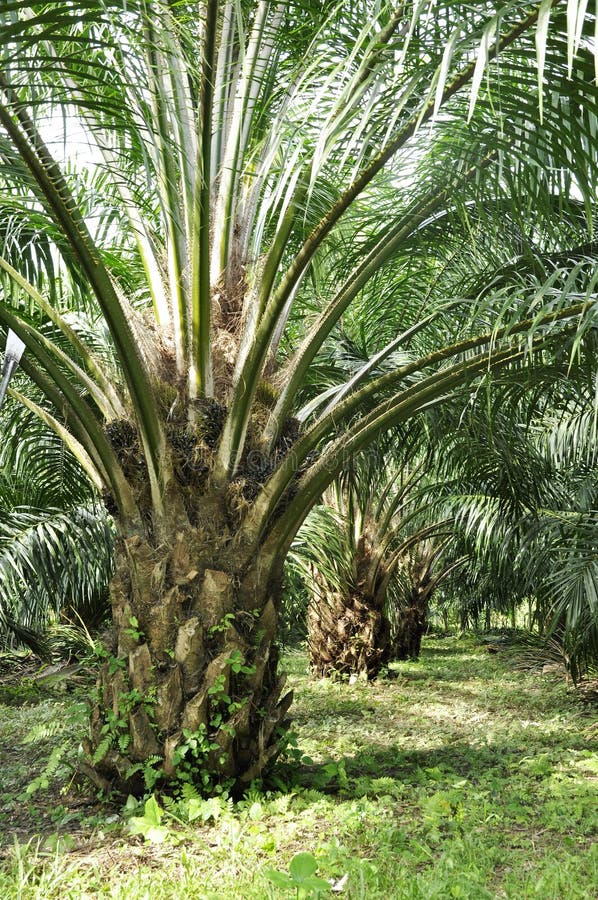 Palm Day Outdoor Farm Crop