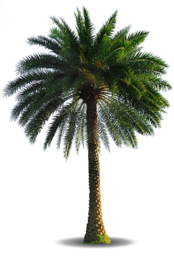 Palm die op witte achtergrond wordt geïsoleerd