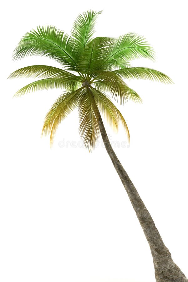 Palm die op witte achtergrond wordt geïsoleerdg