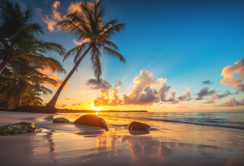 Palm en tropisch strand in Punta Cana, Dominicaanse Republiek royalty-vrije stock fotografie Palm en tropisch strand in Punta Cana, Dominicaanse Republiek royalty-vrije stock fotografie