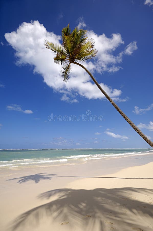 Palm on exotic beach