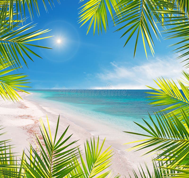 Palm Frame in a Tropical Beach Stock Photo Image of tropic