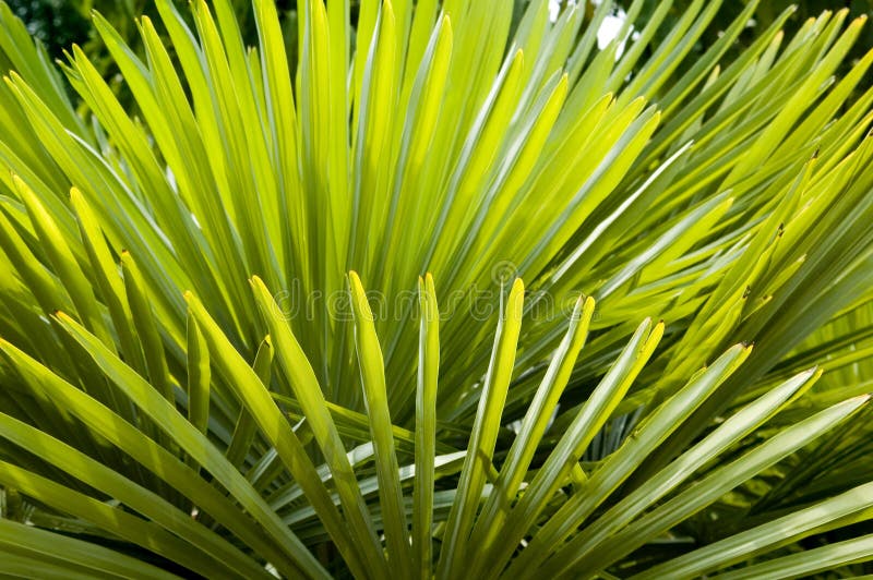 Palm frond background texture