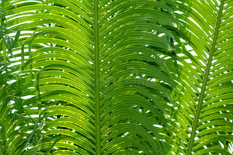 Palm frond background texture