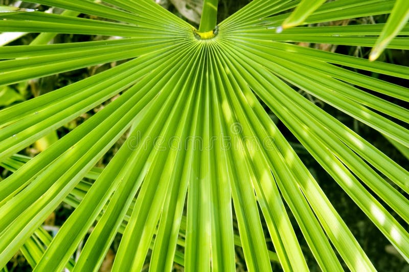 Palm frond background texture