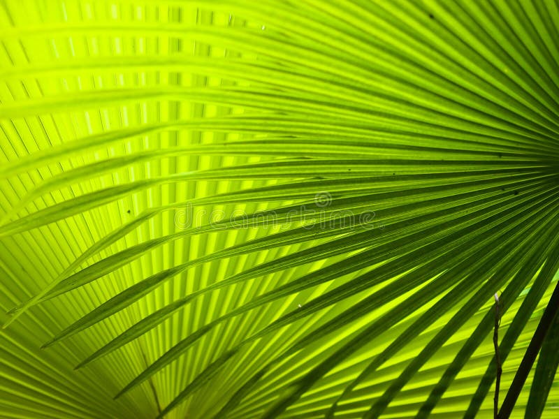 Palm Fronds