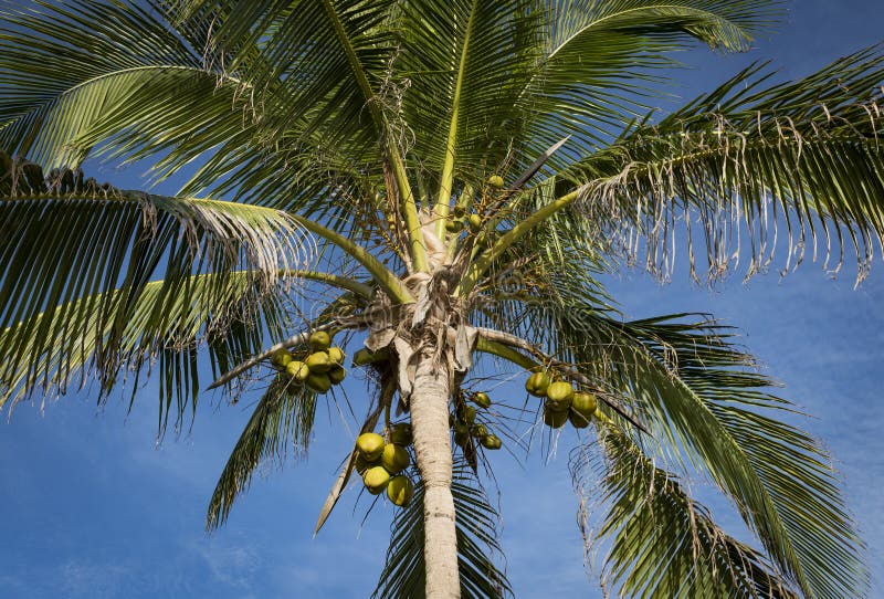 Palm Fronds and Coconuts stock photo. Image of tulum - 101397656