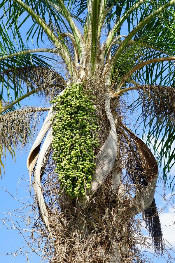 Palm fruit royalty free stock photo