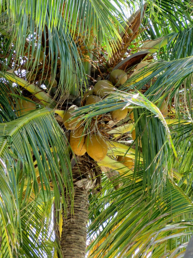 Palm and his fruit. stock image. Image of live, colours - 91919051