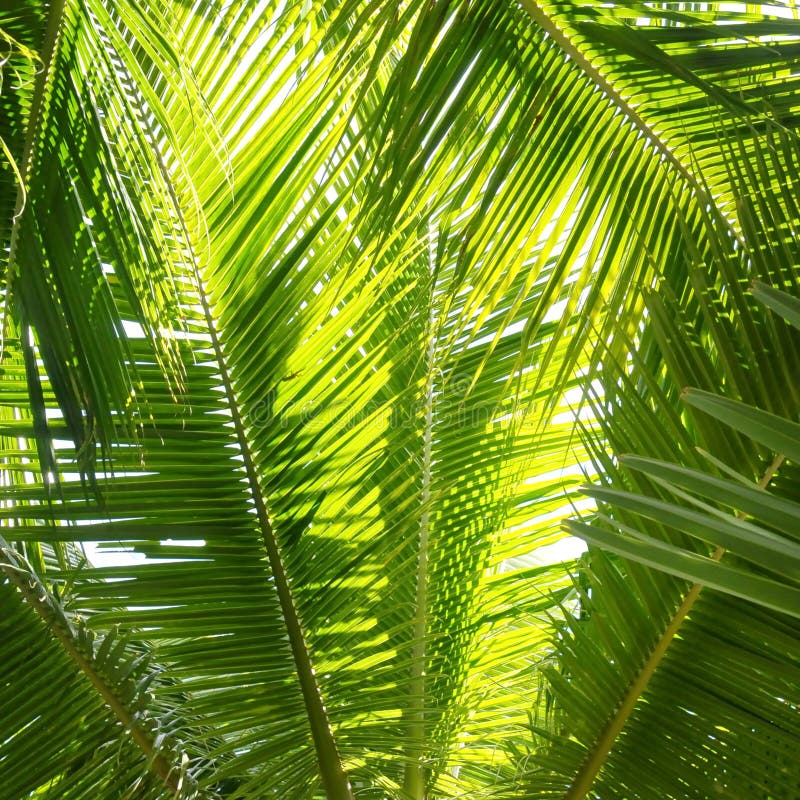 Palm Tree Leaves stock photo. Image of botanic, plant - 9799076