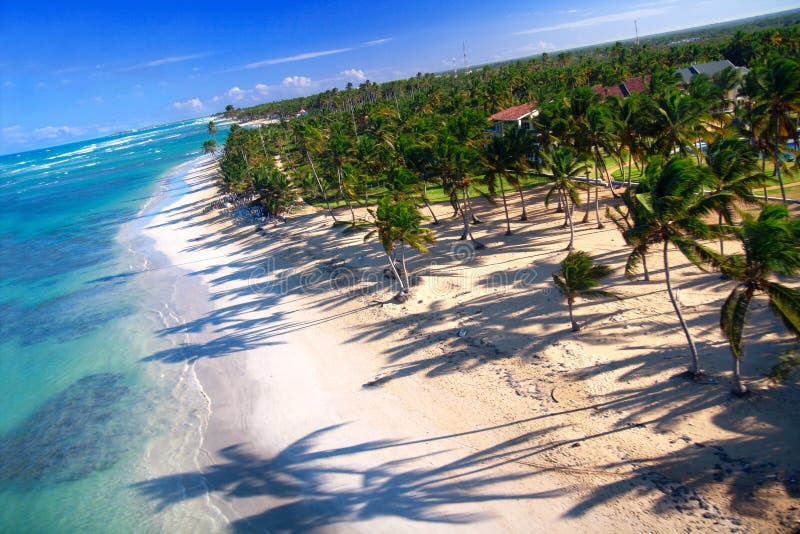 Palm jungle on caribbean coastline from helicopter