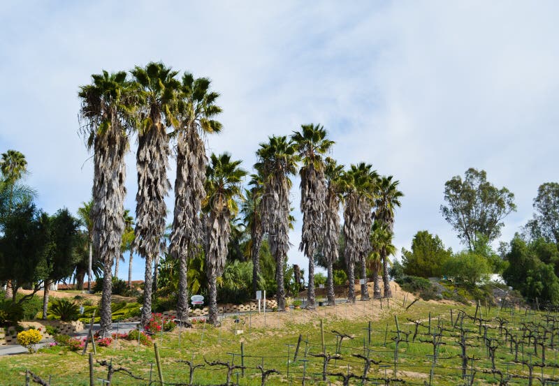 Palm Landscape in Temecula California Stock Image Image of vineyards